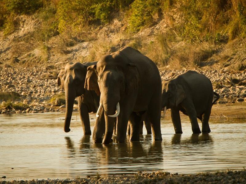Forest Hideaway Resort Pvt Ltd Bardiya Eksteriør bilde